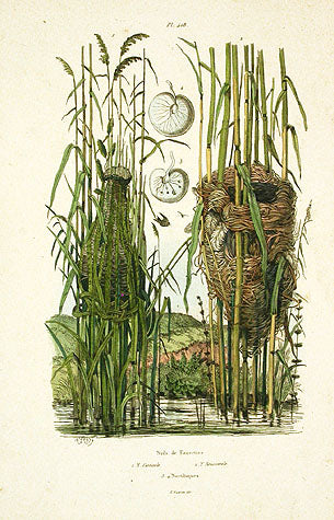 Guerin-Meneville Bird Nests 1836