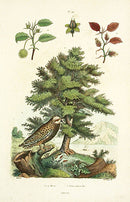 Guerin-Meneville Bird Owl 1836 - Panteek Antique Prints