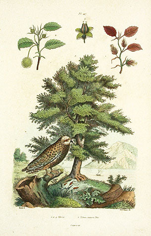 Guerin-Meneville Bird Owl 1836