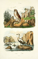 Guerin-Meneville Bird Owl, Eider 1836 - Panteek Antique Prints
