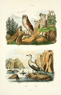 Guerin-Meneville Bird Owl, Eider 1836 - Panteek Antique Prints