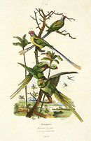 Guerin-Meneville Bird Parrots 1836 - Panteek Antique Prints