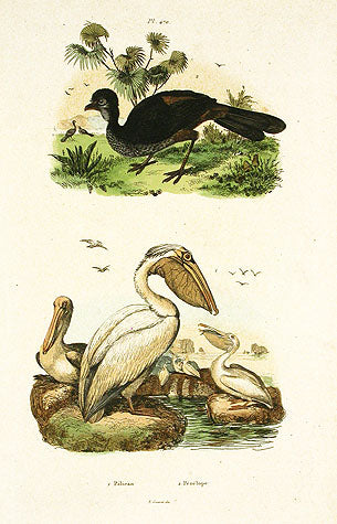 Guerin-Meneville Bird Pelican 1836