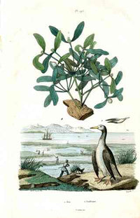 Guerin-Meneville Bird Penguin 1836 - Panteek Antique Prints