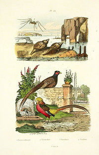 Guerin-Meneville Bird Pheasant 1836 - Panteek Antique Prints