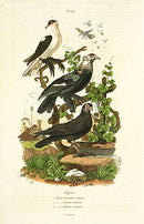 Guerin-Meneville Bird Pigeons 1836 - Panteek Antique Prints