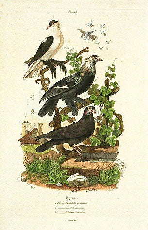 Guerin-Meneville Bird Pigeons 1836