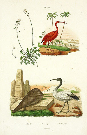 Guerin-Meneville Bird Red Ibis 1836