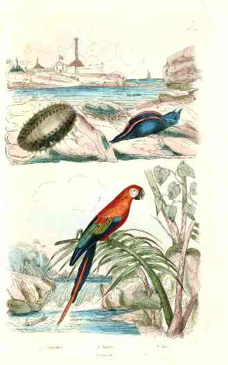Guerin-Meneville Bird Red Parrot 1836