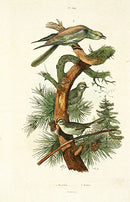 Guerin-Meneville Bird Rollier 1836 - Panteek Antique Prints
