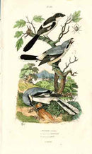 Guerin-Meneville Bird Shrike 1836 - Panteek Antique Prints