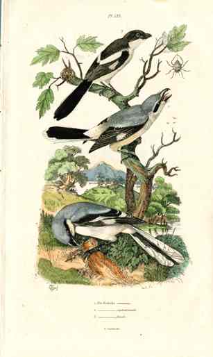 Guerin-Meneville Bird Shrike 1836