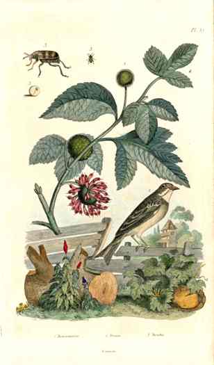 Guerin-Meneville Bird Sparrow 1836