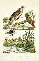Guerin-Meneville Bird Sparrowhawk 1836 - Panteek Antique Prints