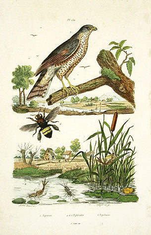 Guerin-Meneville Bird Sparrowhawk 1836