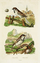 Guerin-Meneville Bird Sparrows 1836 - Panteek Antique Prints