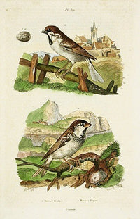 Guerin-Meneville Bird Sparrows 1836 - Panteek Antique Prints