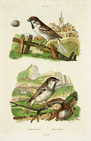 Guerin-Meneville Bird Sparrows 1836