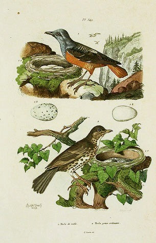 Guerin-Meneville Bird Spotted Merle 1836