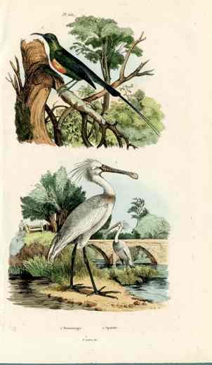 Guerin-Meneville Bird Sunbird 1836