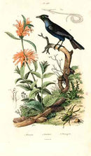 Guerin-Meneville Bird Trumper Manucode 1836 - Panteek Antique Prints