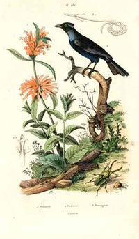 Guerin-Meneville Bird Trumper Manucode 1836 - Panteek Antique Prints