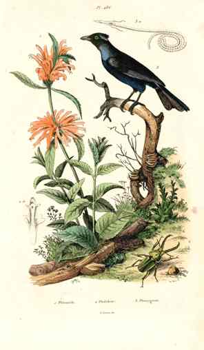 Guerin-Meneville Bird Trumper Manucode 1836