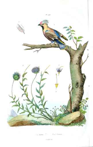 Guerin-Meneville Bird Waxwing 1836