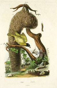 Guerin-Meneville Bird Weaver 1836 - Panteek Antique Prints