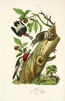 Guerin-Meneville Bird Woodpecker 1836 - Panteek Antique Prints
