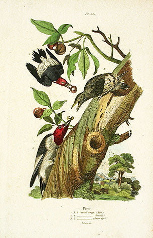 Guerin-Meneville Bird Woodpecker 1836