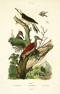 Guerin-Meneville Bird Woodpeckers 1836 - Panteek Antique Prints