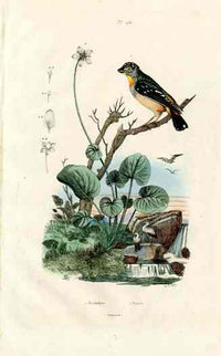 Guerin-Meneville Bird Wren 1836 - Panteek Antique Prints