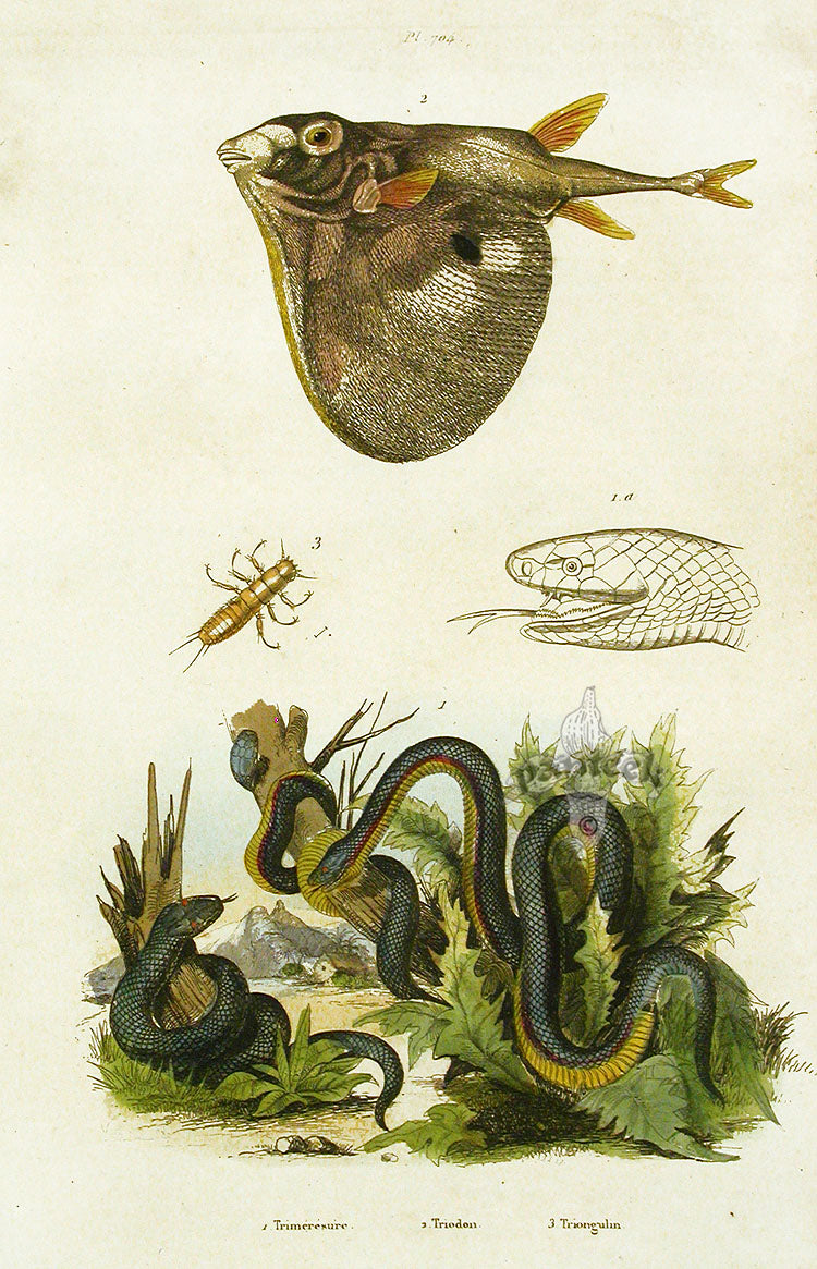 Guerin-Meneville Histoire Naturelle Reptile Original Print Blue Snake