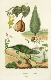 Guerin-Meneville Histoire Naturelle Reptile Original Print Iguana - Panteek Antique Prints
