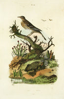 Guerin-Meneville Histoire Naturelle Reptile Original Print Pipa Toad - Panteek Antique Prints