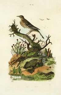 Guerin-Meneville Histoire Naturelle Reptile Original Print Pipa Toad - Panteek Antique Prints