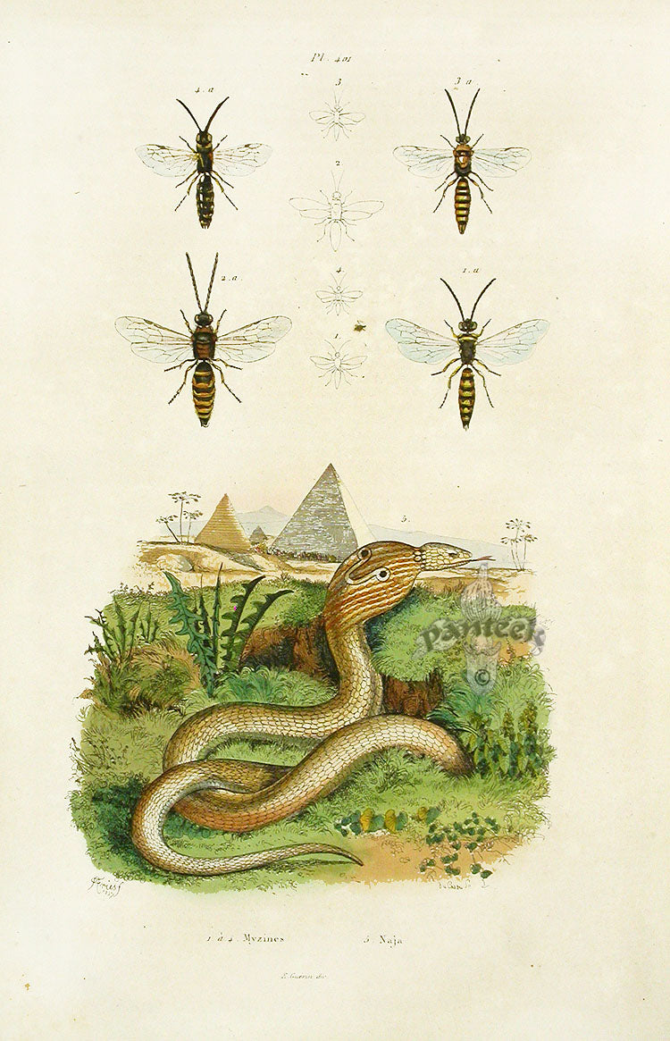 Guerin-Meneville Histoire Naturelle Reptile Original Print Spectacle Cobra