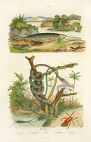 Guerin-Meneville Histoire Naturelle Reptile Original Print Vine Snake - Panteek Antique Prints