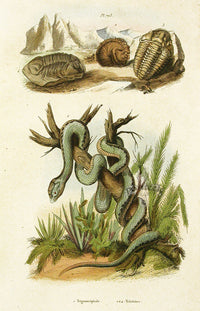 Guerin-Meneville Histoire Naturelle Reptile Original Print Viper Snake - Panteek Antique Prints