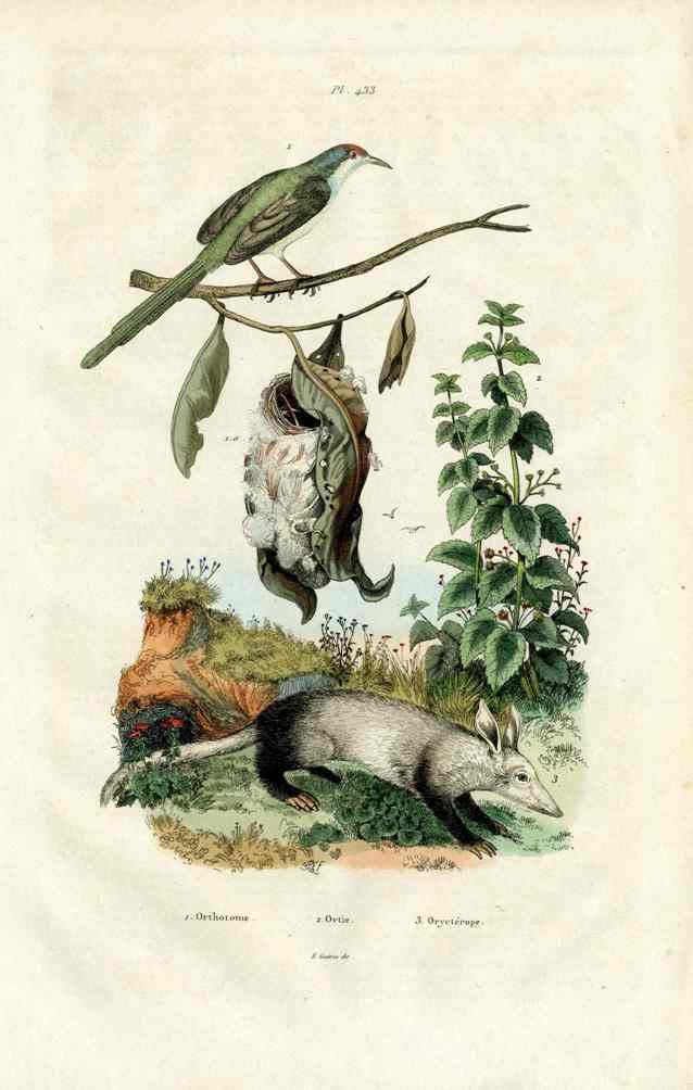 Guerin-Meneville Natural History Mammal Print Aardvark