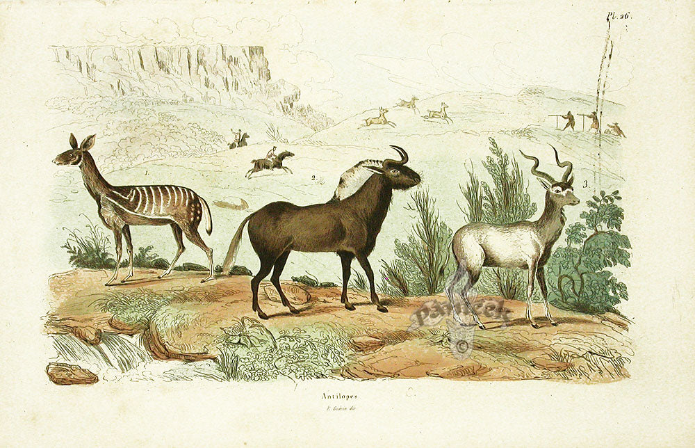 Guerin-Meneville Natural History Mammal Print Antelope, Gnu