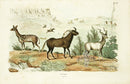 Guerin-Meneville Natural History Mammal Print Antelope, Gnu - Panteek Antique Prints