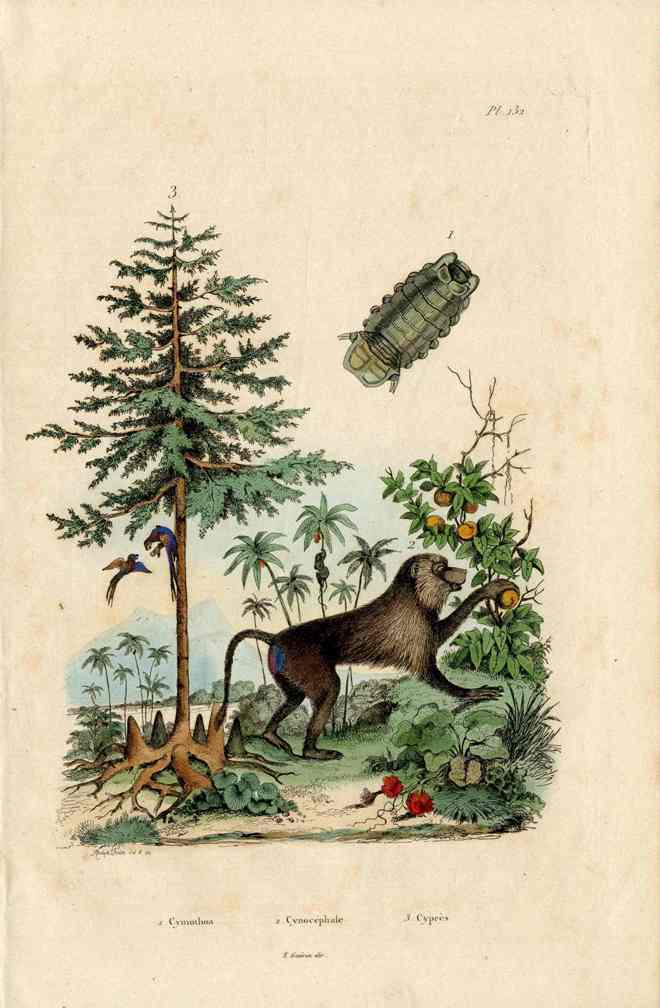 Guerin-Meneville Natural History Mammal Print Baboon