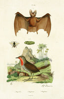 Guerin-Meneville Natural History Mammal Print Bat - Panteek Antique Prints