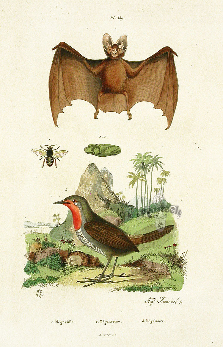 Guerin-Meneville Natural History Mammal Print Bat