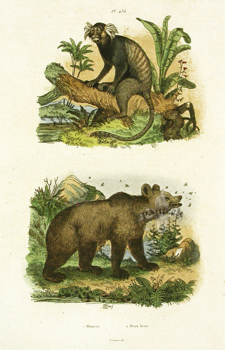 Guerin-Meneville Natural History Mammal Print Brown Bear