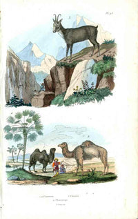 Guerin-Meneville Natural History Mammal Print Camels, Goat - Panteek Antique Prints