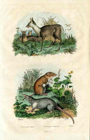 Guerin-Meneville Natural History Mammal Print Deer, Shrew - Panteek Antique Prints