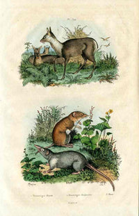 Guerin-Meneville Natural History Mammal Print Deer, Shrew - Panteek Antique Prints